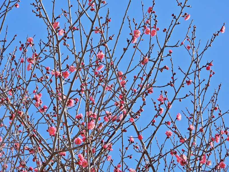 紅梅3