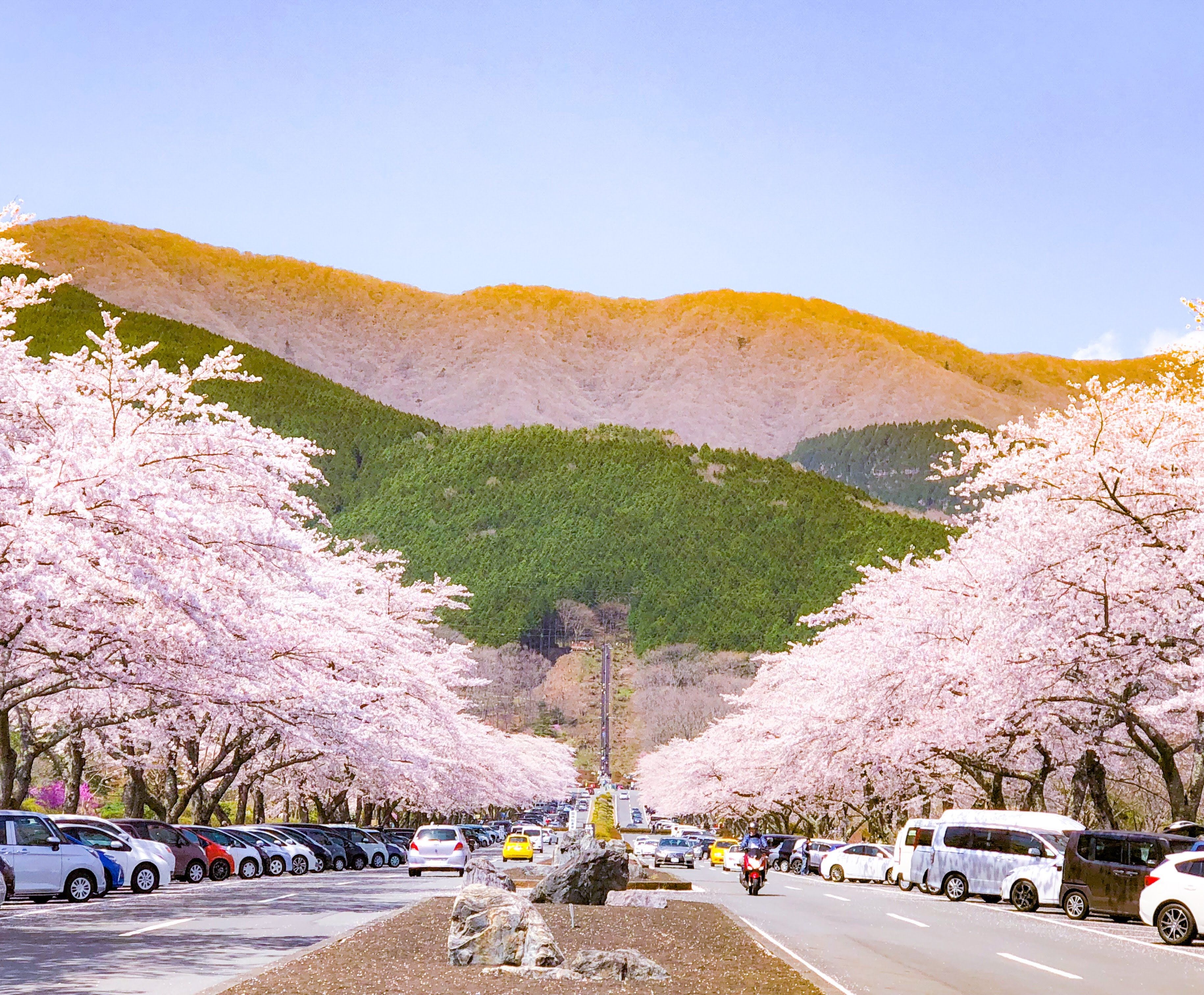 富士霊園の桜 えるざの英国日記アネックス 楽天ブログ