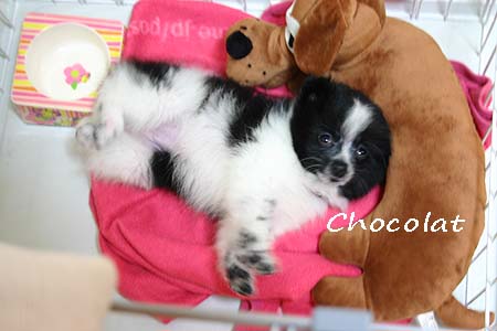 ショコラとぬいぐるみ