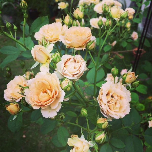 rblog-20170714233806-08.jpg