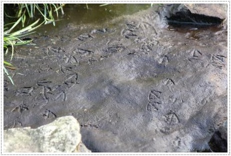 健民海浜公園-11 泥の上の足跡-1 14.3.17