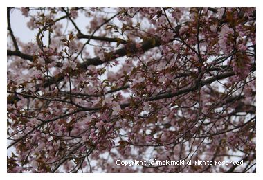2013年の桜。