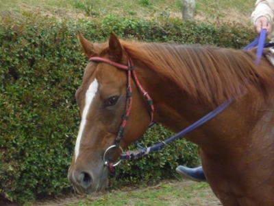 P1050053 (400x300).jpg