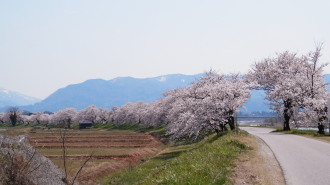 塩の千本桜　4.11　2　2014