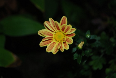 DSC_0012.JPG