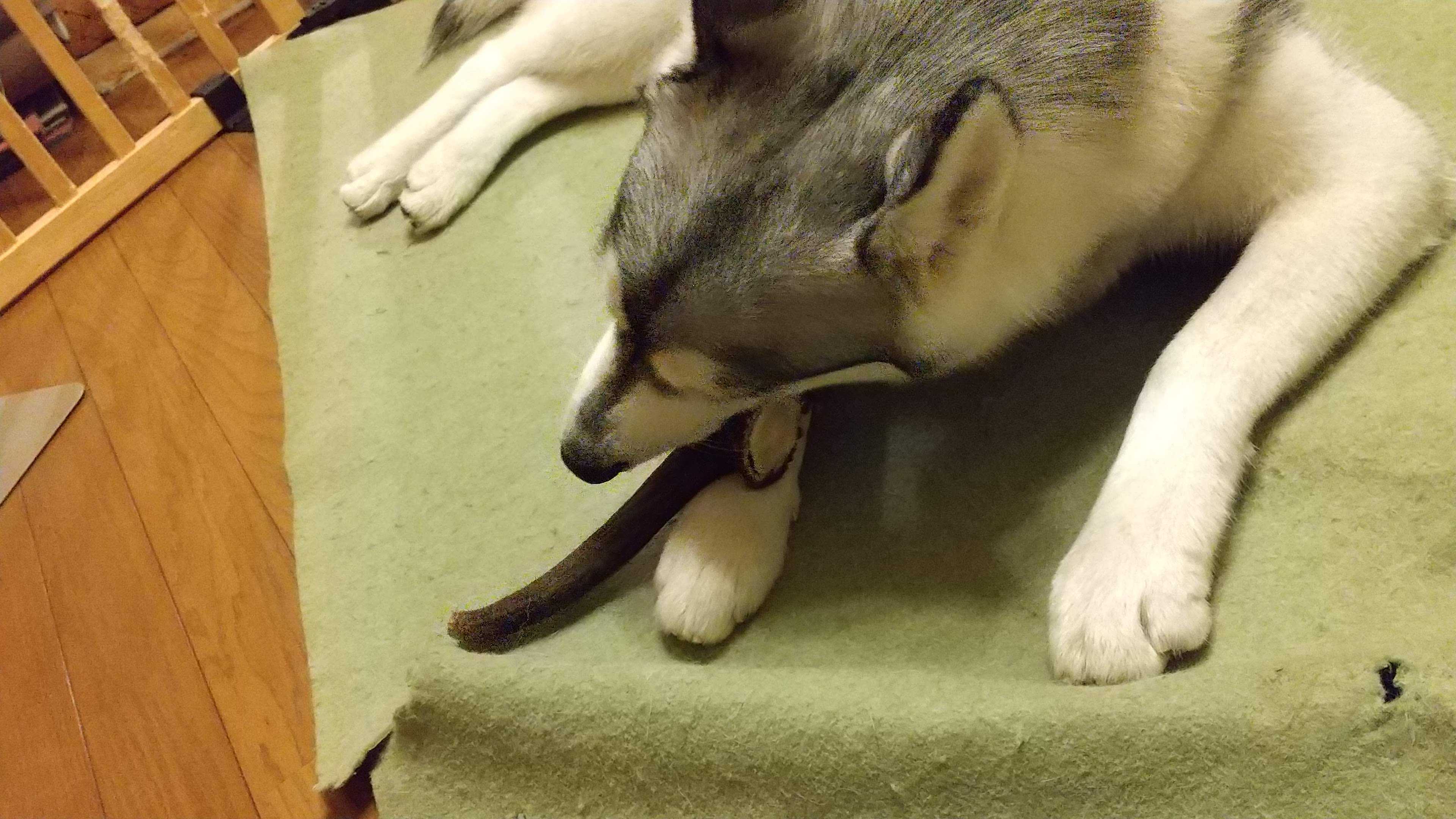 おちょ のお気に入り ハスキー犬 おちょ と家族の暮らしの記録 楽天ブログ