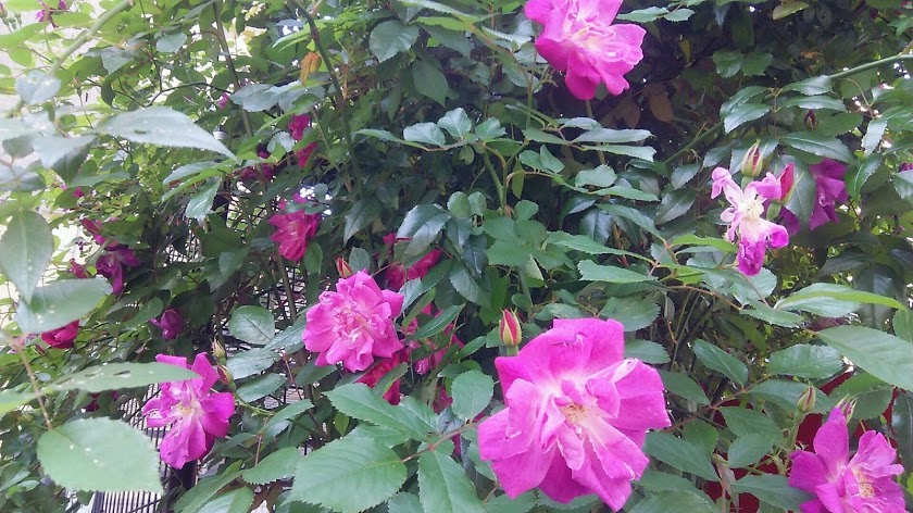 20150427_100849_467.jpg