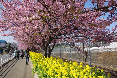 三浦海岸の河津桜