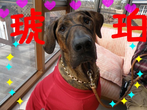 琥珀.JPG