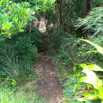 獣道