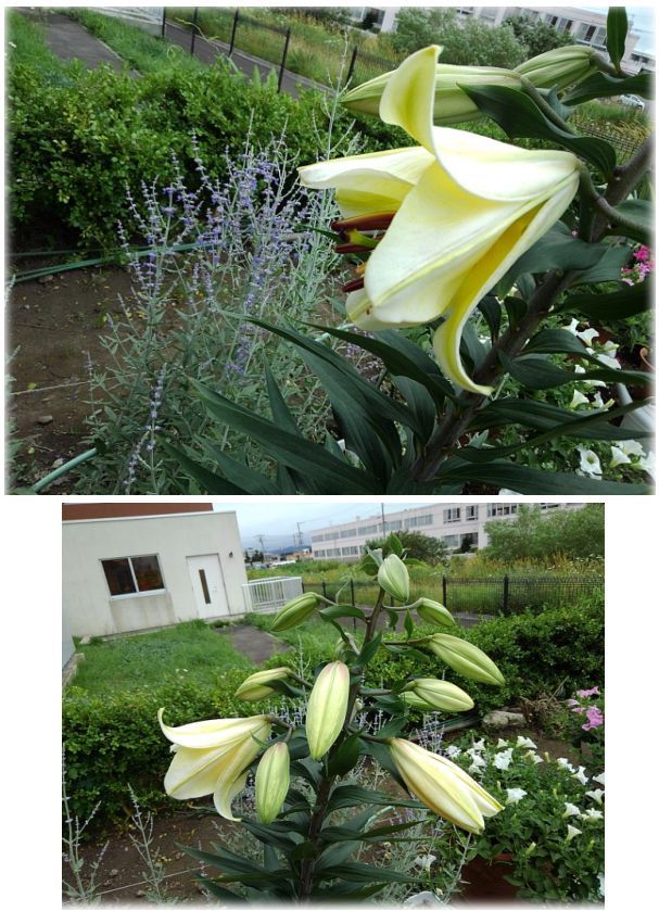 ゴールドカサブランカが開花 インパチェンス サフィニアの挿し芽苗 ビオラ育苗の用土 小さな花宇宙 そして それから 老いふたりの小宇宙 楽天 ブログ