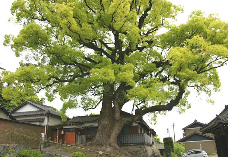 栖光院の大クス