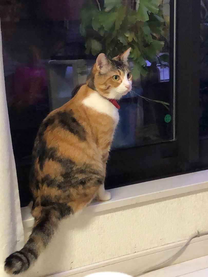 ライトアップされた美しい新国立競技場u2026これからが大変  小さな幸せ 