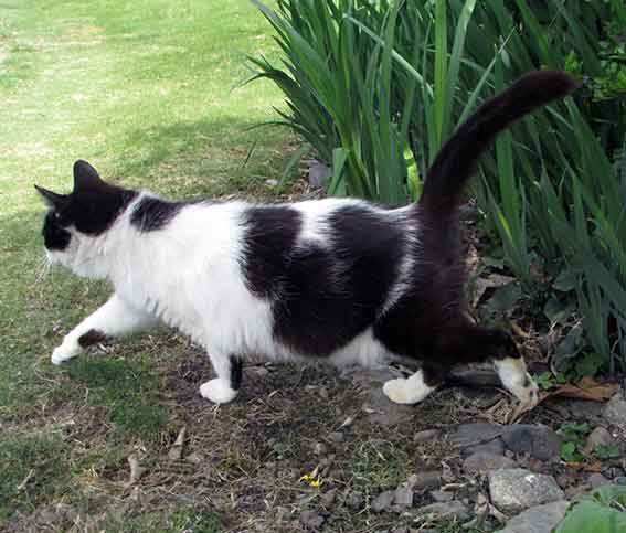 我が家のニャンコ♪2016/4/24-3