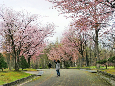 2016-05-06sakura'.JPG