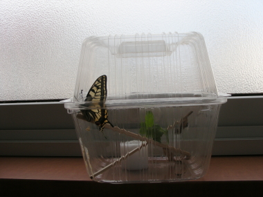 2017-03-18ageha (1).JPG