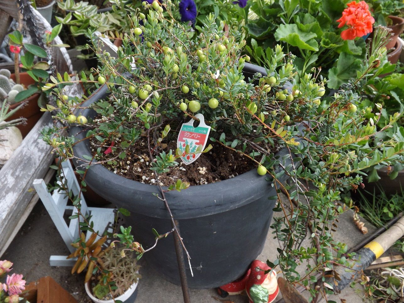 花壇が壊される クランベリー パイナップルリリー 思い出写真 湯の丸山と烏帽子岳 古ギャルの山登りとガーデニングで楽しく 楽天ブログ