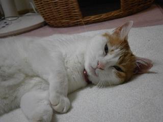 maruko