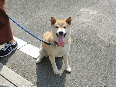 サクラの災難 柴楽日記 楽天ブログ