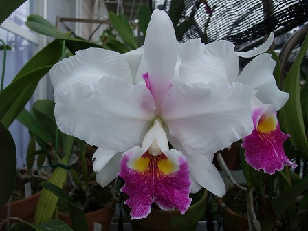 Lc. Anubis 'Togoshi' 20130716-2