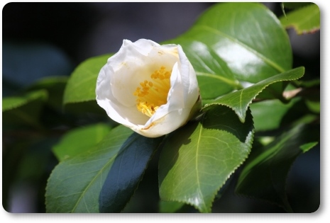 樹木公園-3 加賀の白梅 14.4.2