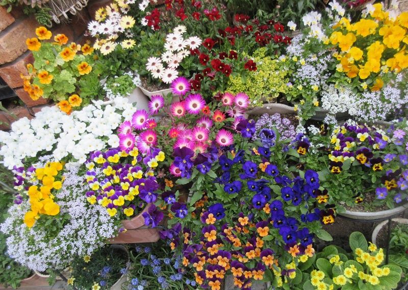 バーベナの種まき 花友達に支えられて我が家は花いっぱい 狭い庭を花いっぱいにする育て方 楽天ブログ