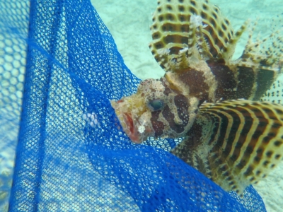 沖縄磯採集2012年9月下旬40　シマヒメヤマノカミ（Dendrochirus brachypterus）