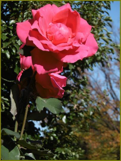 12月９日 冬の薔薇削ぎ澄まされて棘の牙 花の歳時記 天南星の魅力 山野草 楽天ブログ