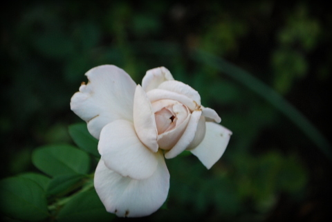 DSC_0005.JPG