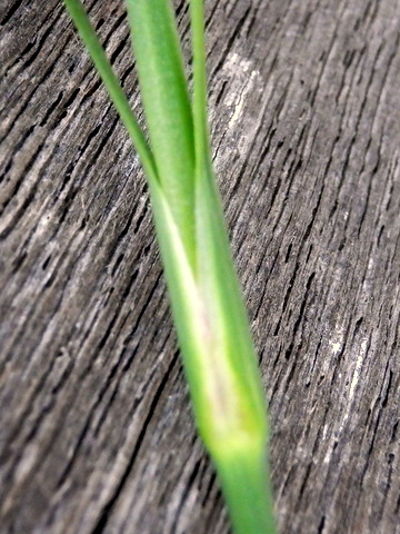 茎・対生する葉の集まり