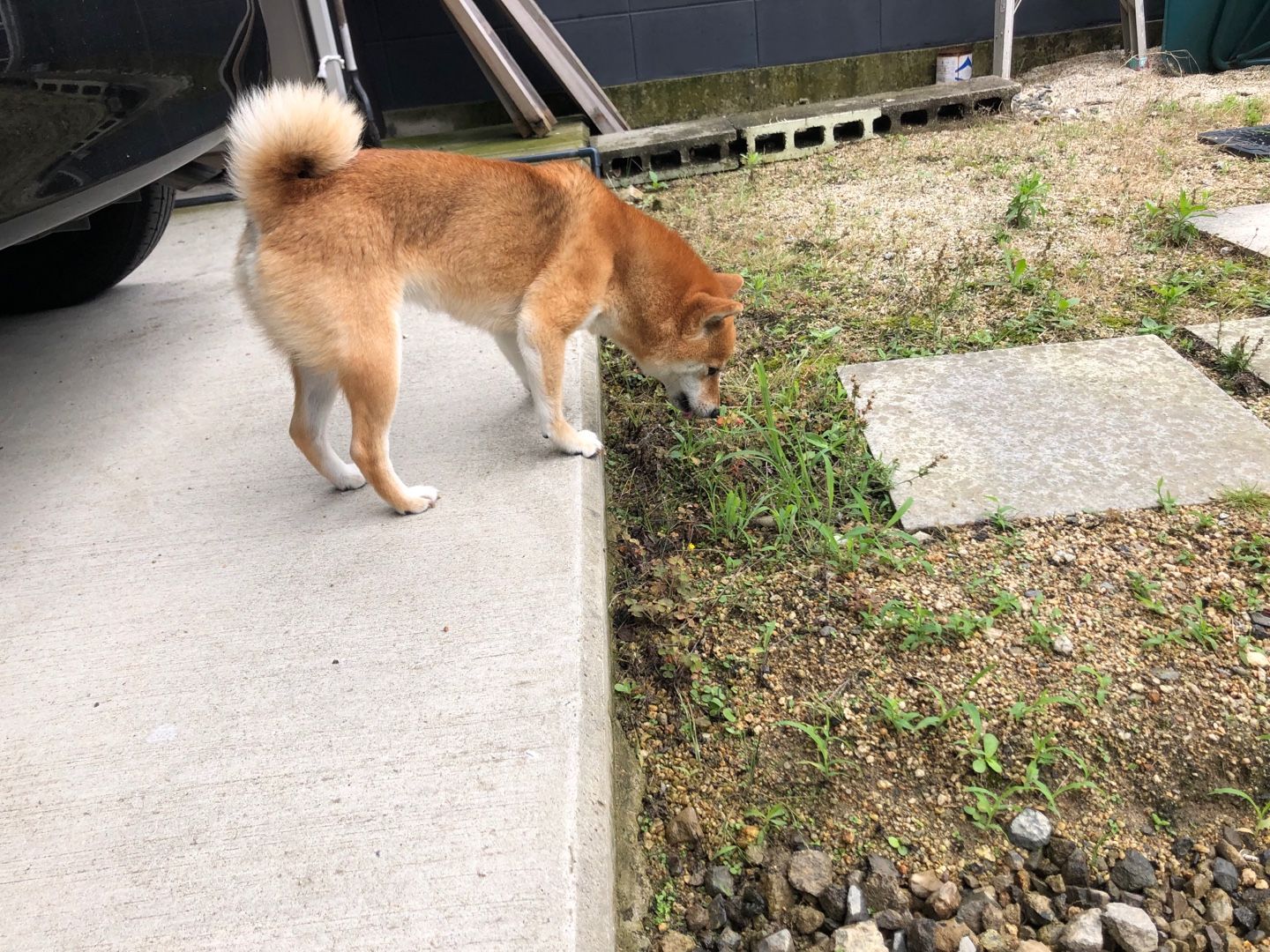 散歩嫌い 豆柴まるはなの花マル日和 楽天ブログ