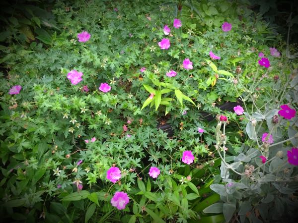 rblog-20160627210033-01.jpg