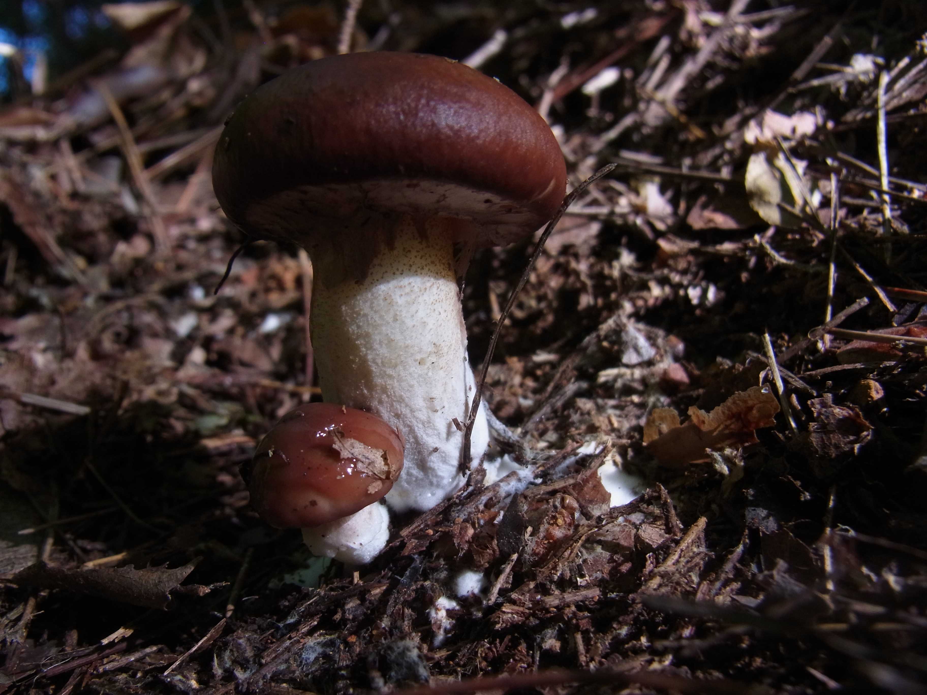 川西きのこクラブ 夢みるきのこ 楽天ブログ