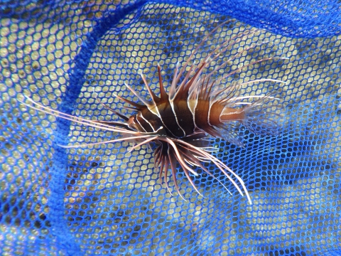 串本磯採集2016年10月上旬38　キミオコゼ（Pterois radiata）