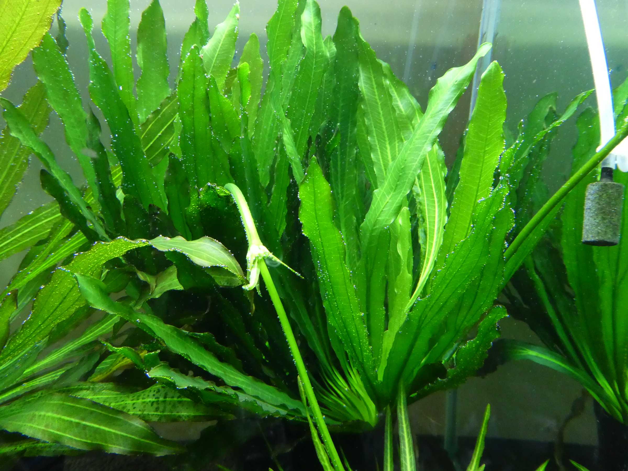 久しぶりのエキノ | 暇じゃないけど適当にアクアリウムのブログ書いて