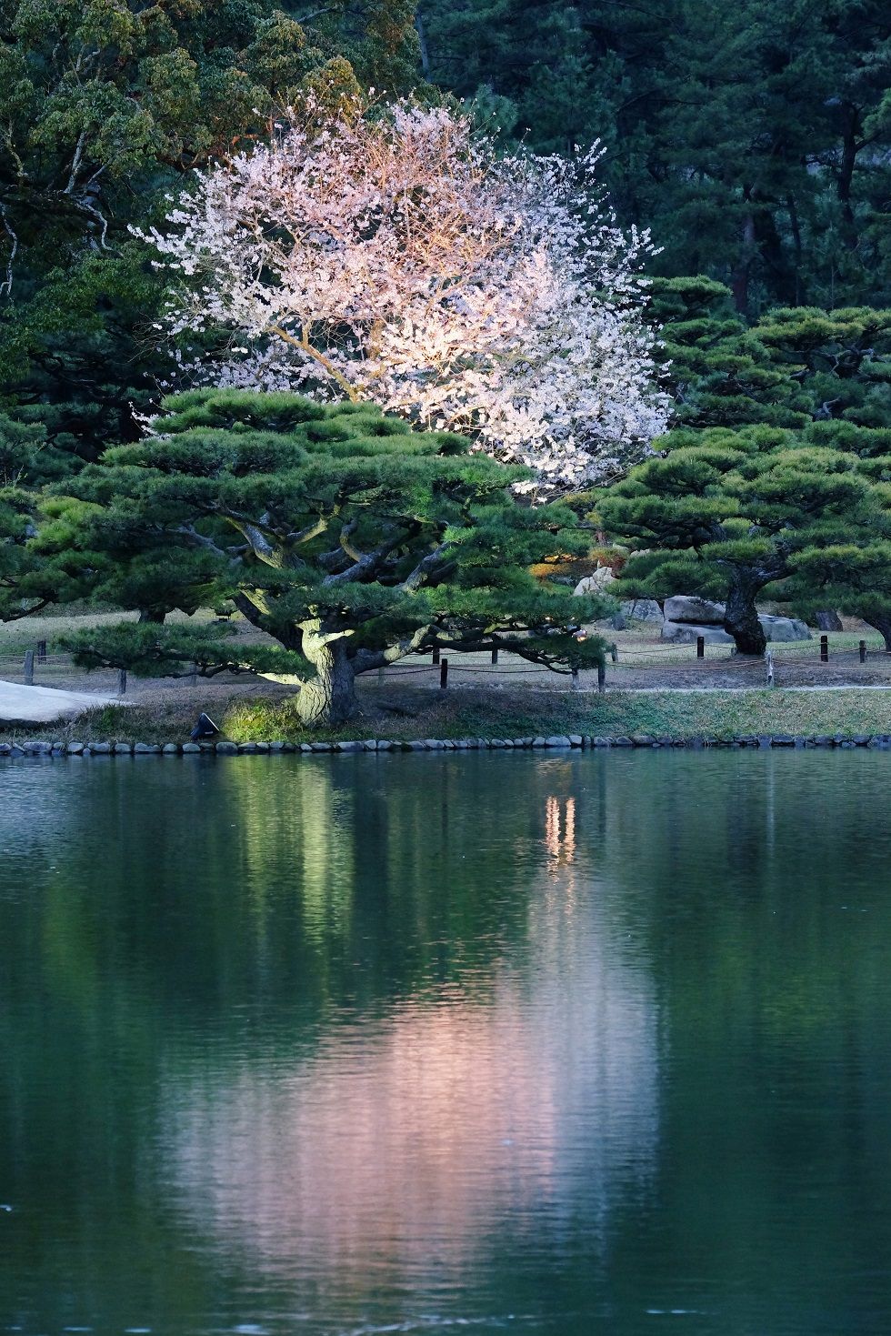 特別名勝栗林公園 春のライトアップ うどん県それだけじゃない香川県ブログ 楽天ブログ