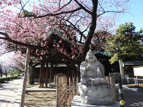 荏原神社の寒緋桜