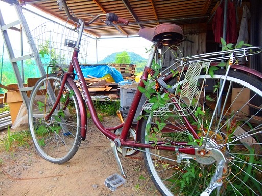 the bicycle and the ivy.jpg