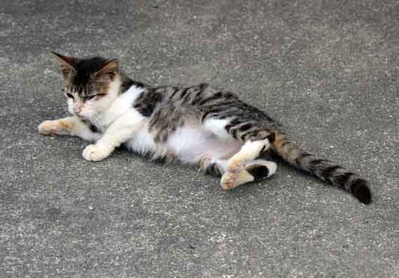 我が家のニャンコ♪2013/10/29-2