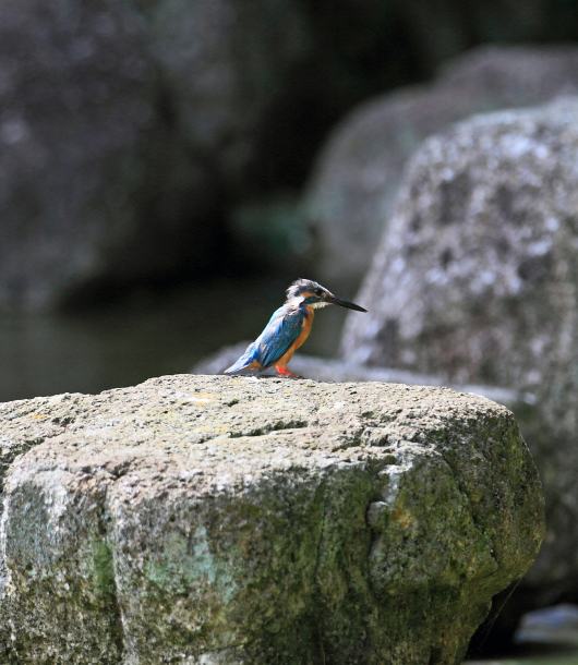 カワセミ　8月19日
