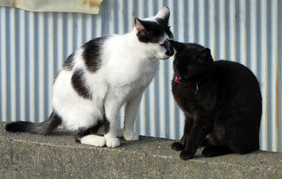 我が家のニャンコ♪2015/3/22-3