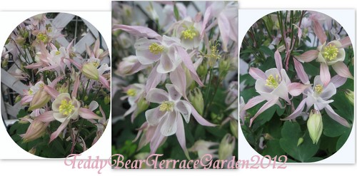 テディベアテラスガーデン２０１２春8.jpg