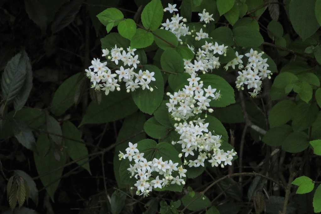 498