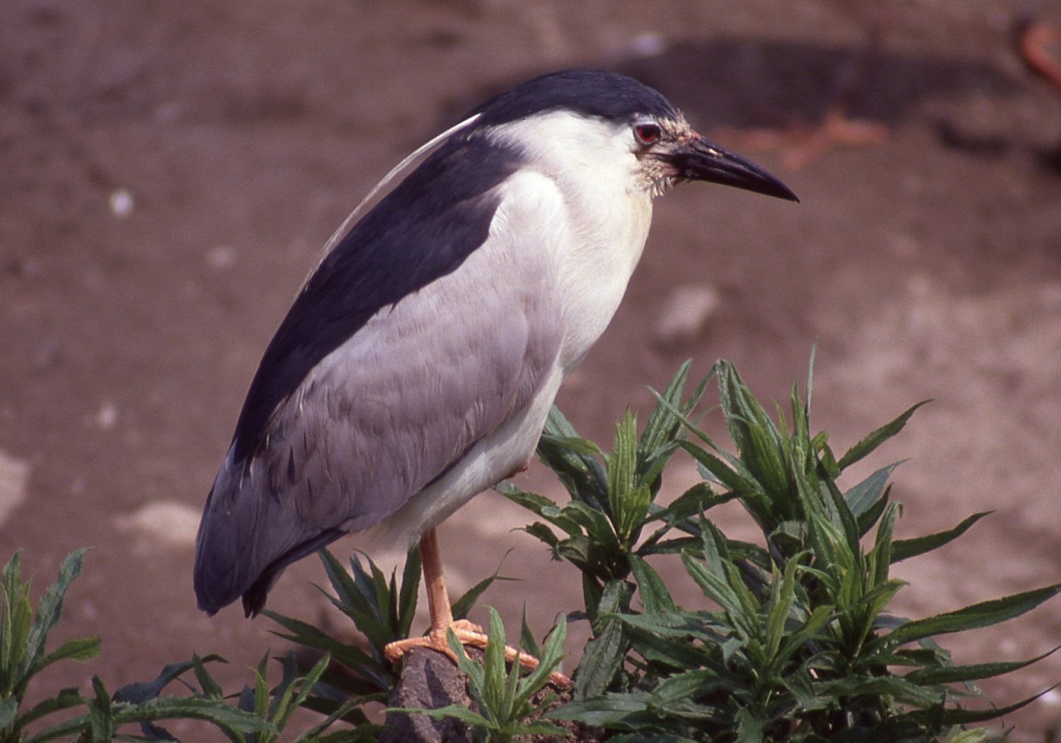 ゴイサギさん まみきびのブログ 楽天ブログ
