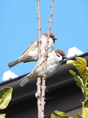 conv0477.JPG