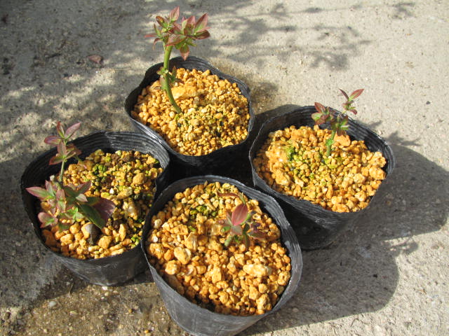 極早生のブルーベリー