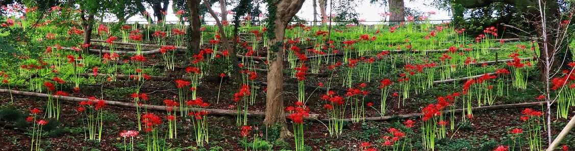 花景色 清多夢くらぶ 楽天ブログ