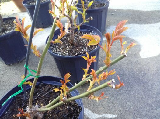 rblog-20140409230824-04.jpg