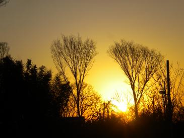 朝日と木のシルエット.JPG