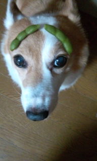 20120729215806.jpgえだまめ.jpg